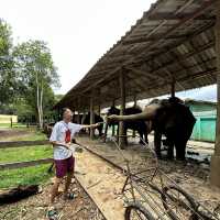 Elephants Farm in Koh Chang, Thailand 