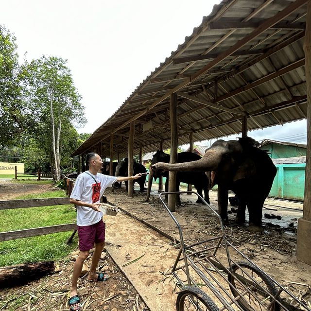 Elephants Farm in Koh Chang, Thailand 