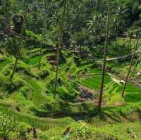 Amazing Rice Field Bali