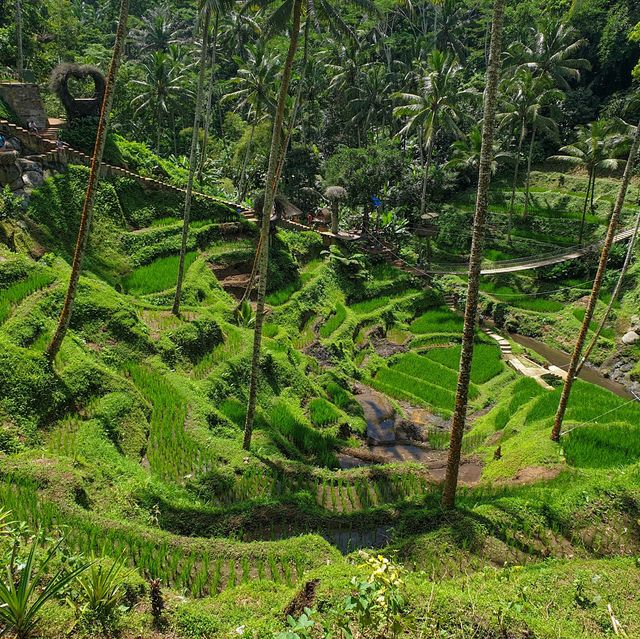 Amazing Rice Field Bali