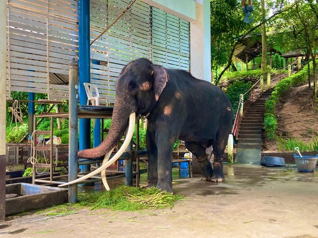 ชมน้องช้าง ที่ศูนย์อนุรักษ์ช้างไทย ลำปาง