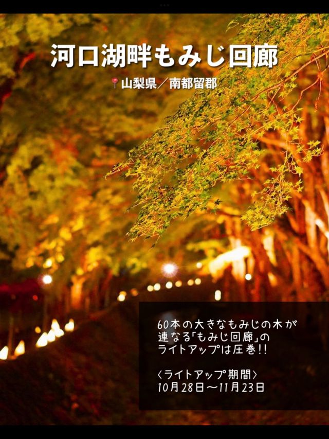 今年絶対に見逃したくない…！全国の紅葉ライトアップスポット7選🍁