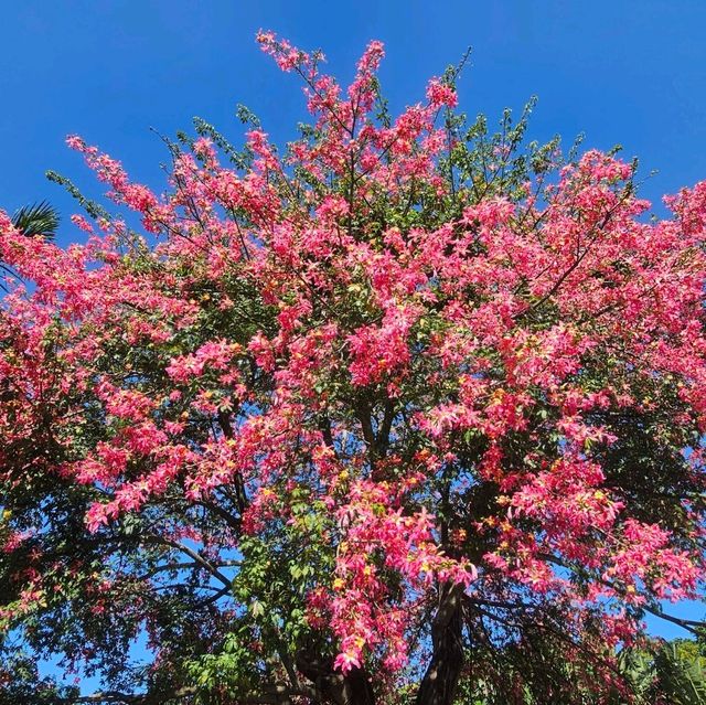 七彩花海嘅深圳簕杜鵑花展🌺💕