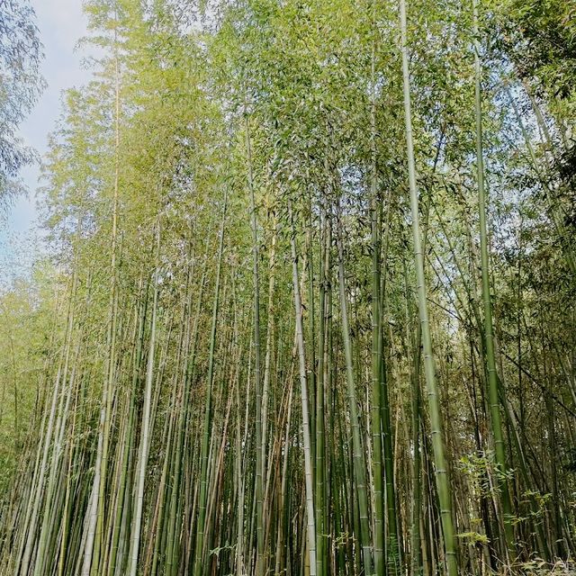 Arashiyama Bamboo Forest 🌳 