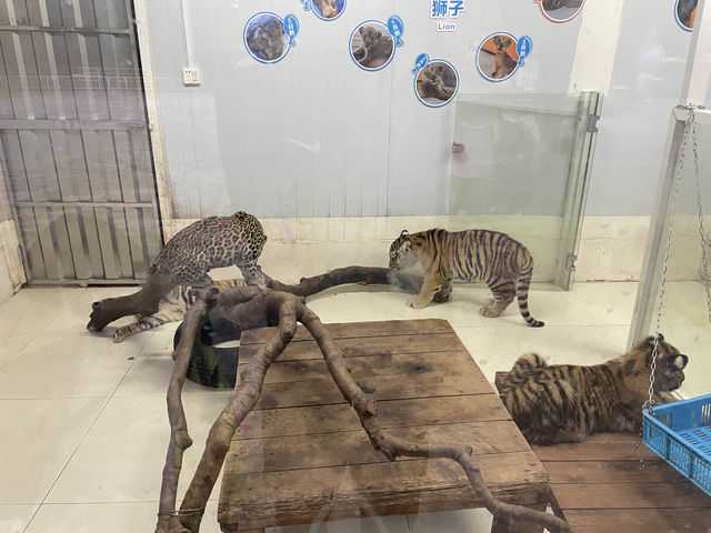 好玩的深圳野生動物園