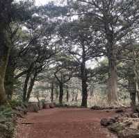 영화 “아바타”가 생각나는 거대한 숲, 비자림 🌳