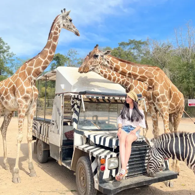 safari park is far from Bangkok around 3hours traffic by car, but it’s really worth to go.