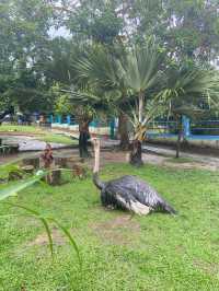 P.D. Ostrich Show Farm