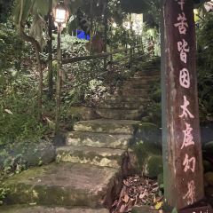 The Tree Top User Photo