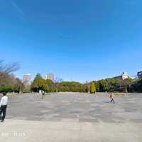 東京木場公園河津櫻