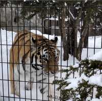 旭山動物園❤️北海道必去景點