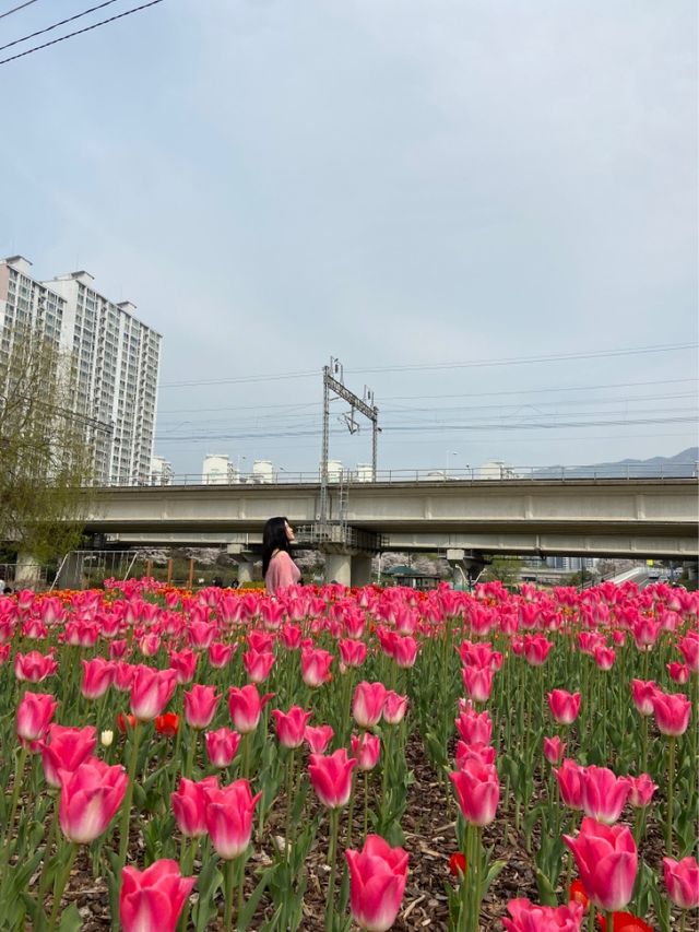 부산 튤립을 만날 수 있는 곳