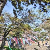 【電車と桜の夙川】近所の方もオススメの夙川駅！