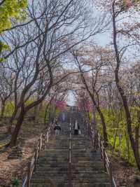 대구에서 제일 예뻤던 돌계단 🌸🪜 