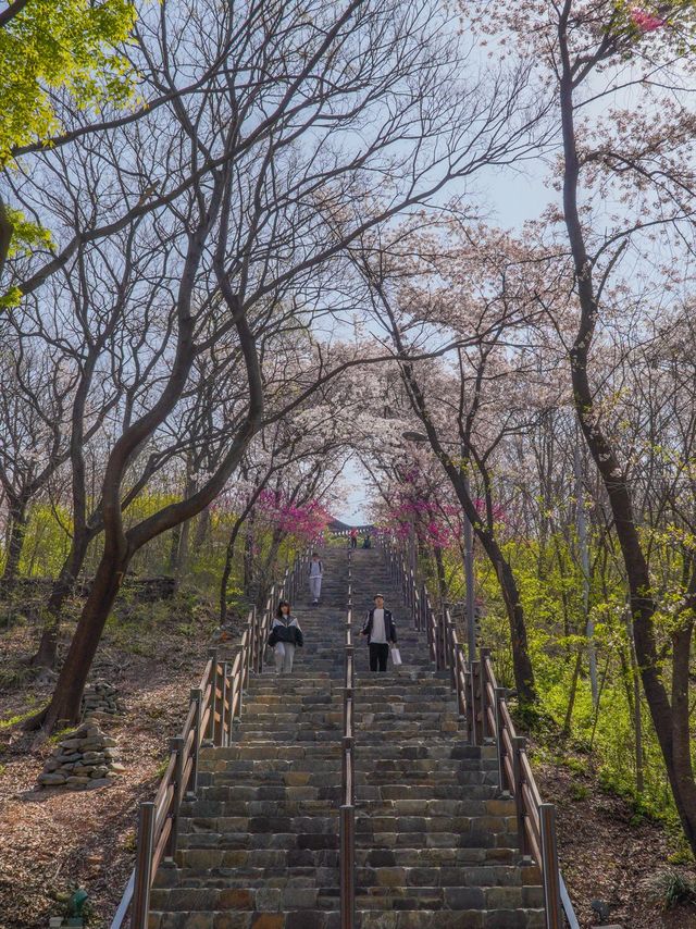 대구에서 제일 예뻤던 돌계단 🌸🪜 