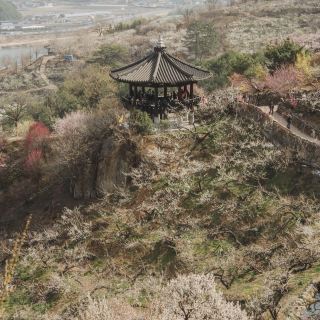 Gwangyang Plum Village full of plum blossom photo zones