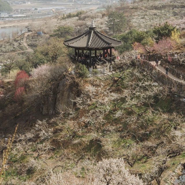 매화 포토존 가득한 광양 매화마을 