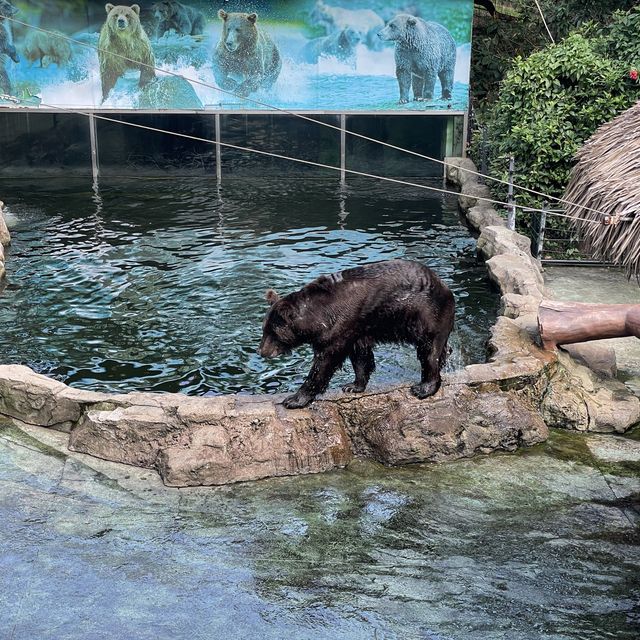 深圳野生動物園👍🏻餵長頸鹿🦒初體驗😌福田30分鐘距離