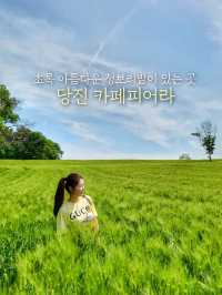 청보리밭이 힐링인 5월에 꼭 가야할 당진 카페피어라🌿