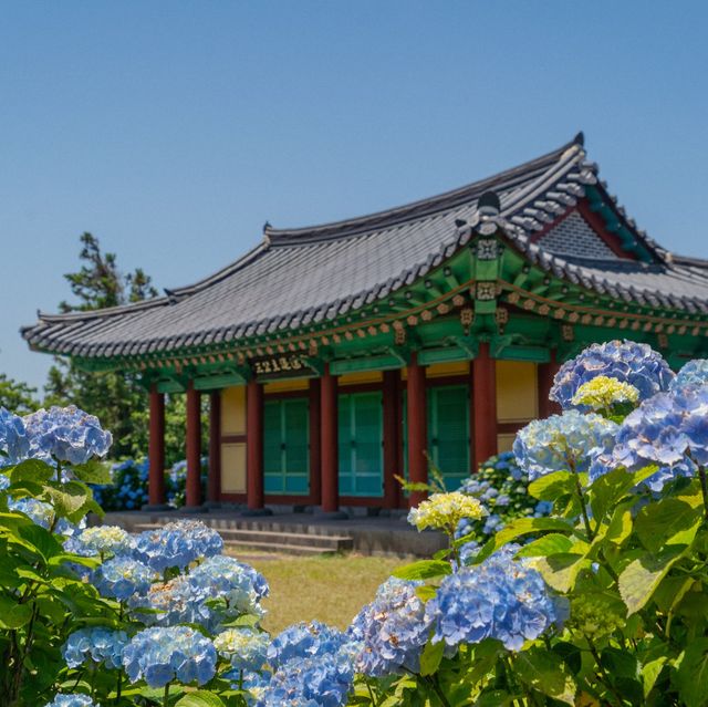 파란 수국이 가득한 혼인지🩵