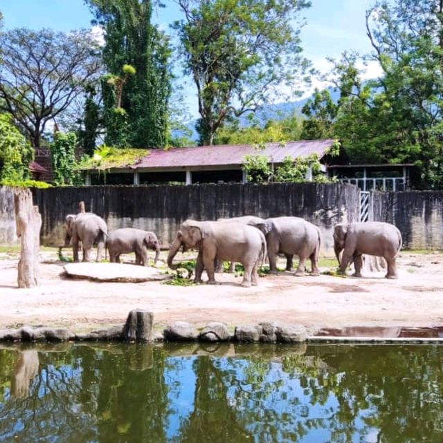 Taiping Zoo and Night Safari