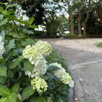 【横浜】夕方の港の見える丘公園で紫陽花散策