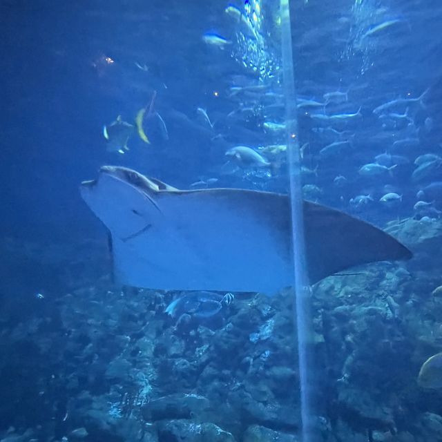 海洋公園😁夏日玩樂之旅