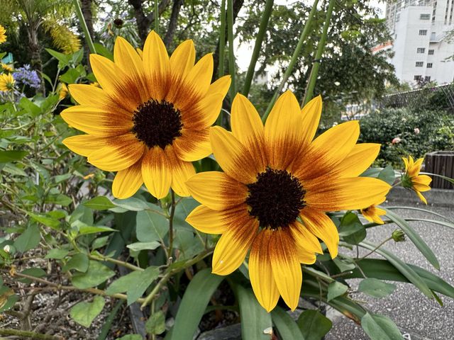 香港賞花 | 不只得荷花的城門谷公園
