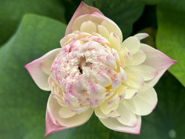 香港遊 | 大嶼山 | 寶蓮禪寺 | 香港荷花節 (上)