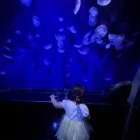 都内にある水族館！