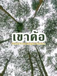 ป่าสนสามใบ มุมถ่ายรูปด้านในพระตำหนักเขาค้อ