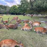 Oh deer! Thousands of deer at Nara Park 🦌