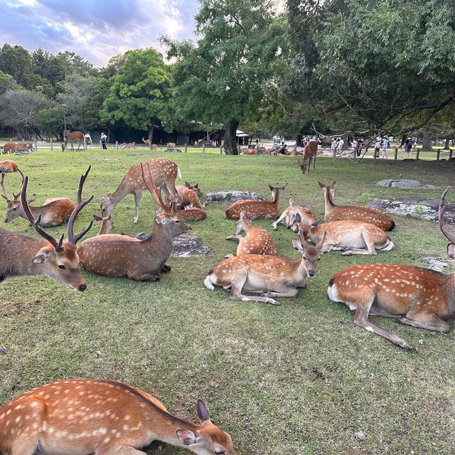 Oh deer! Thousands of deer at Nara Park 🦌