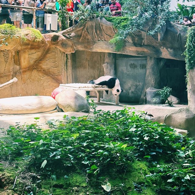 Unique and cutie sleeping posture of Panda! 
