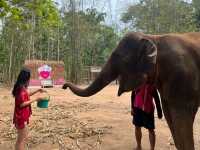 하룻동안 코끼리의 친구가 될 수 있는 치앙마이 Kerchor elephant eco park