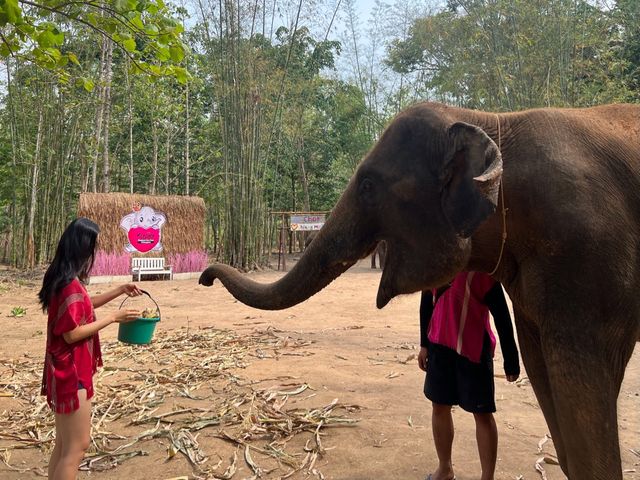 하룻동안 코끼리의 친구가 될 수 있는 치앙마이 Kerchor elephant eco park