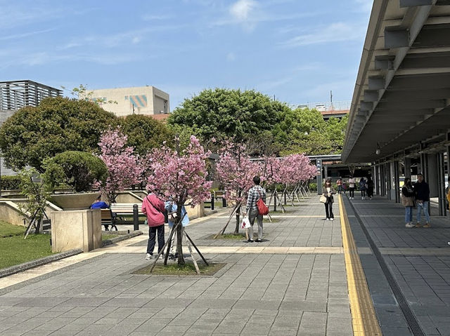 🌸 桃園高鐵站站前廣場:綻放櫻花美景,讓您沉醉於浪漫的櫻花季!🌸 🌸 桃園高鐵站站前廣場:綻放櫻花美景,讓您沉醉於浪漫的櫻花季!🌸