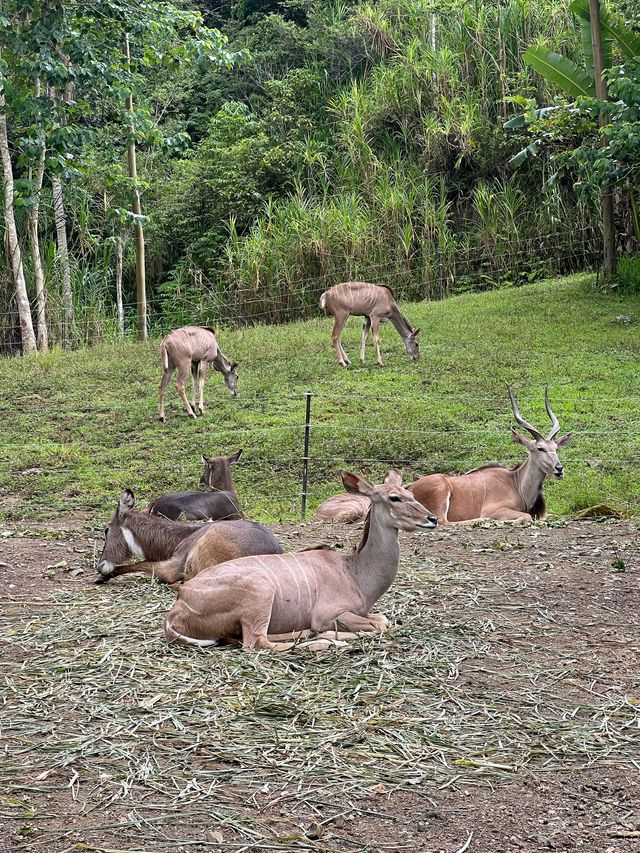 Cebu Safari