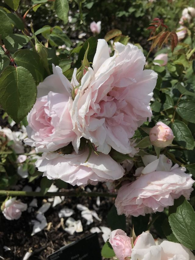 世界文化遺產之Kew Gardens‼️百年溫室❤️欣賞大同花卉