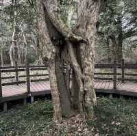 영화 “아바타”가 생각나는 거대한 숲, 비자림 🌳