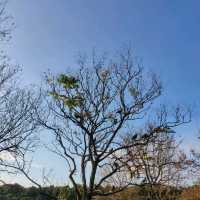 美麗又好散步的碧湖公園