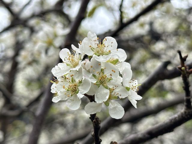 本地遊 | 天水圍 | 天水圍公園繡球花海加龍園李花