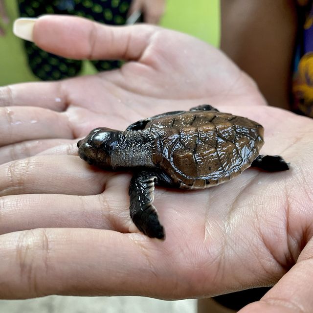 Turtle conservatory Karimunjava 