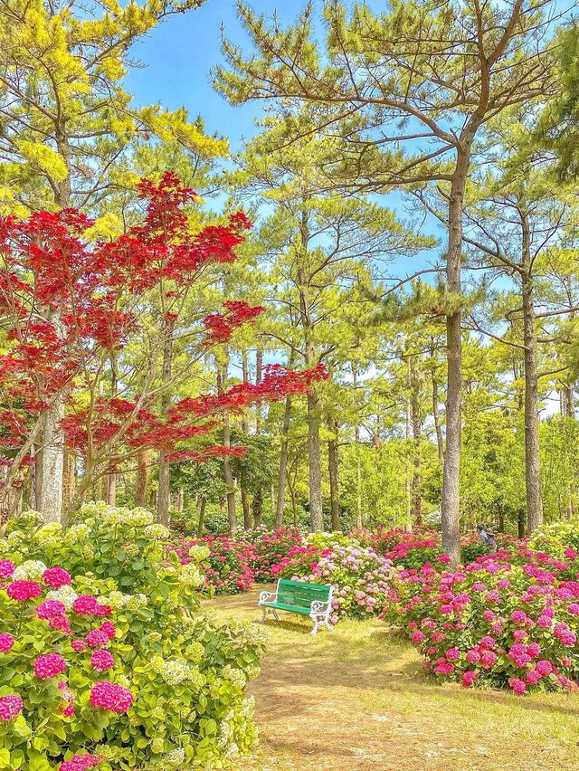 5월부터 시작되는 제주 수국시즌🌸