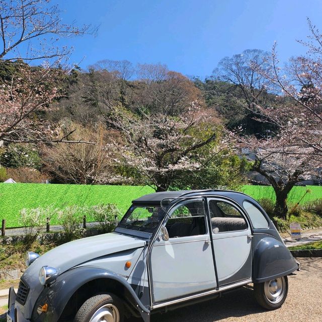 Amazing Spring in Kyoto