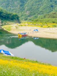 금계국 가득 핀 영월 청령포🌼