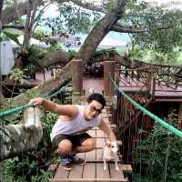 The Giant Chiangmai จิบกาแฟบนต้นไม้น่าเช็คอิน