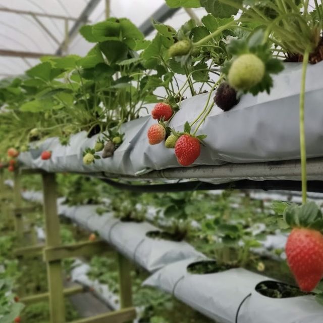 experience picking own strawberries 