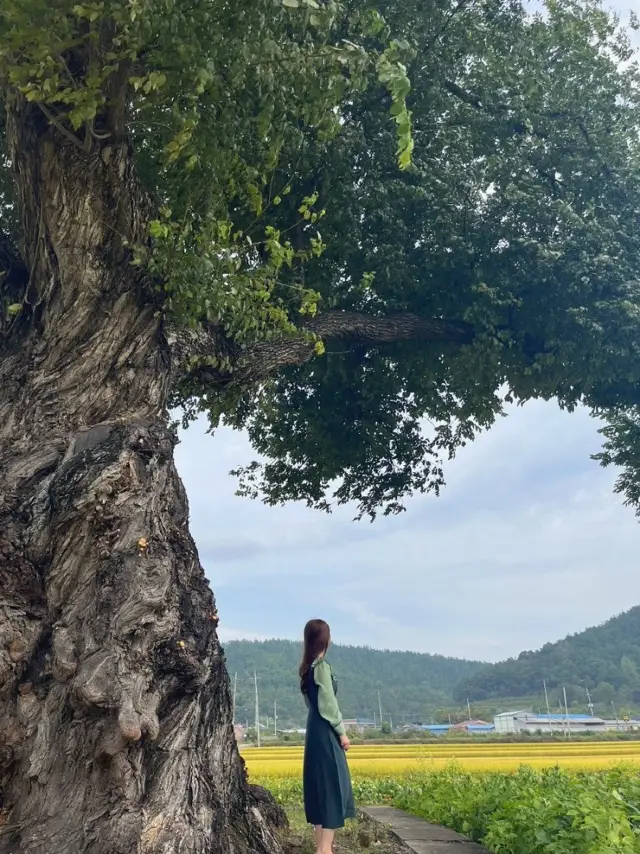 군위 혜원의집 근처 넓은 들판 사진스팟