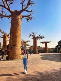 Dubai Safari Park: A Wild Experience